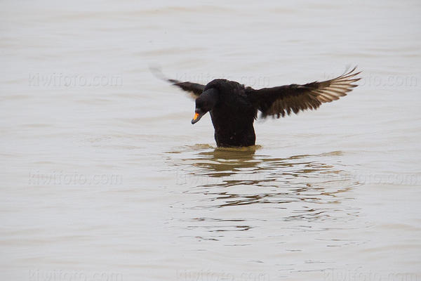 Common Scoter Picture @ Kiwifoto.com