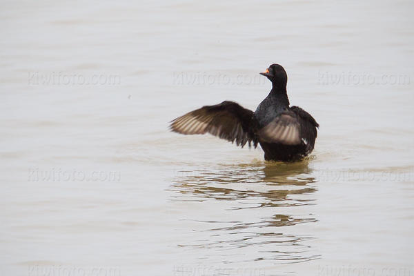 Common Scoter