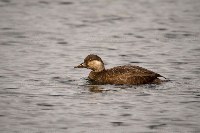 Common Scoter Image @ Kiwifoto.com