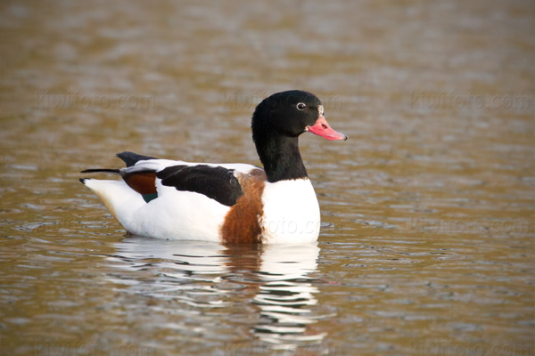 Common Shelduck Image @ Kiwifoto.com