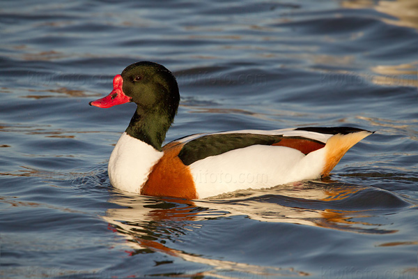 Common Shelduck Image @ Kiwifoto.com