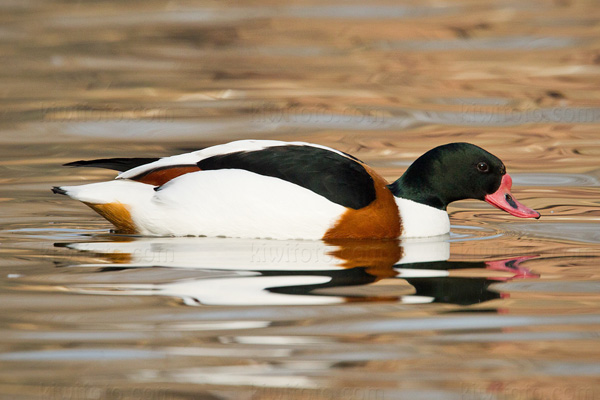 Common Shelduck Image @ Kiwifoto.com