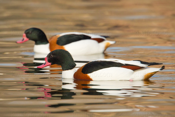 Common Shelduck Image @ Kiwifoto.com
