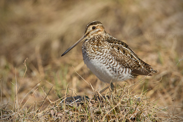 Common Snipe Picture @ Kiwifoto.com