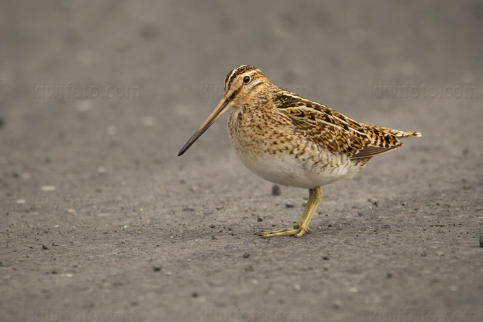 Common Snipe Image @ Kiwifoto.com