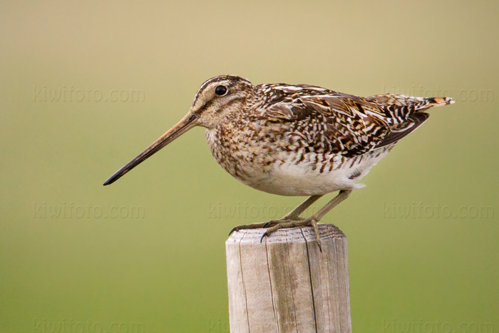 Common Snipe Picture @ Kiwifoto.com