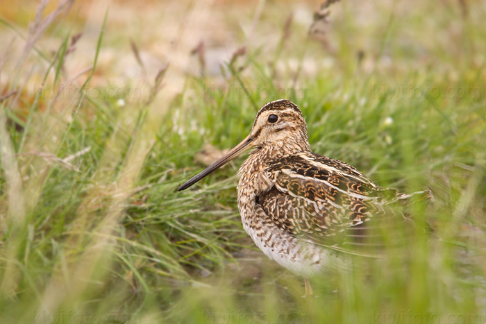 Common Snipe Image @ Kiwifoto.com