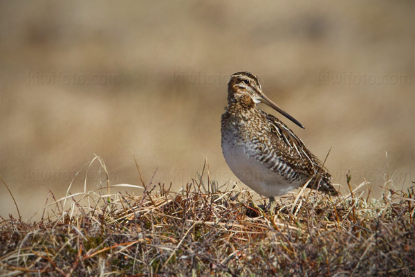 Common Snipe Image @ Kiwifoto.com