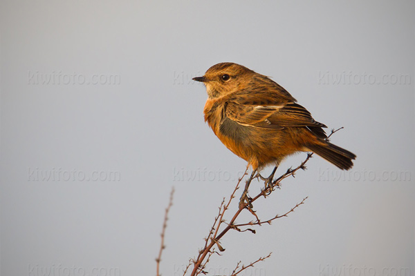 Common Stonechat Picture @ Kiwifoto.com