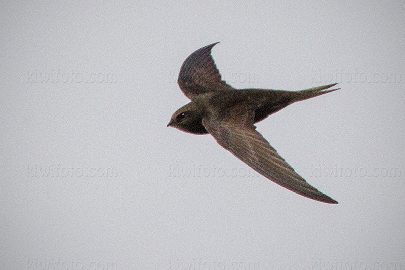 Common Swift @ Oostvaardersplassen, Flevoland, Netherlands