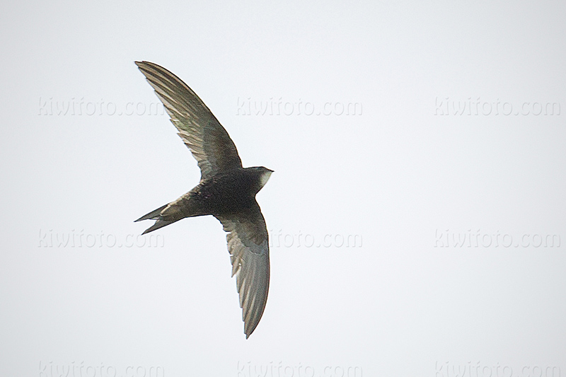 Common Swift Photo @ Kiwifoto.com