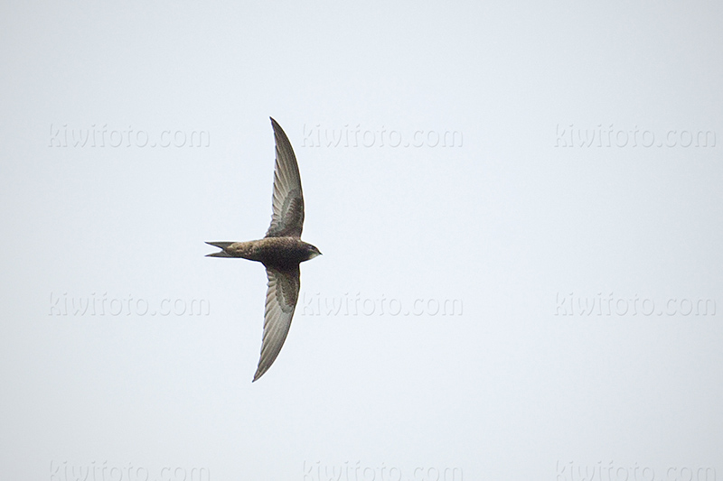 Common Swift Photo @ Kiwifoto.com