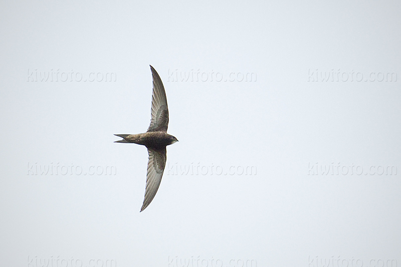 Common Swift Image @ Kiwifoto.com