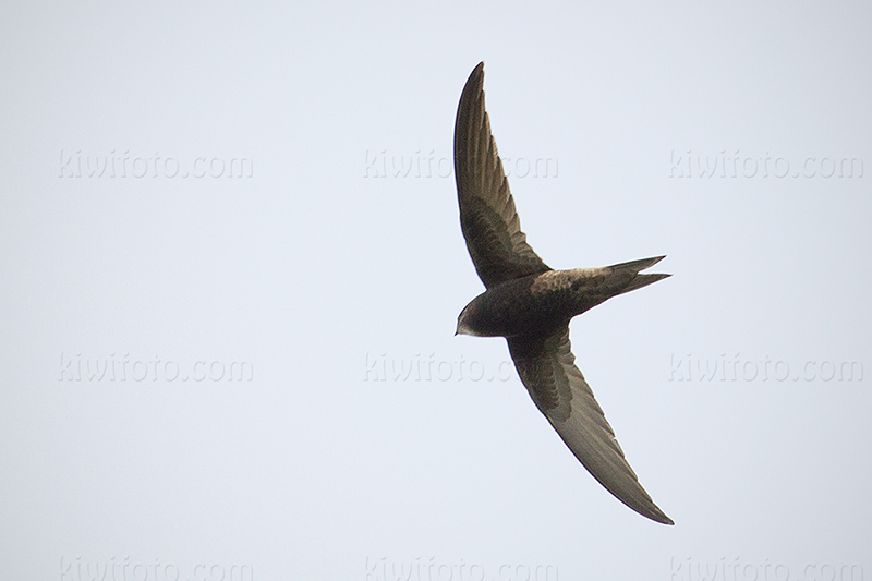 Common Swift Picture @ Kiwifoto.com