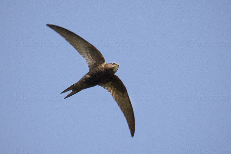 Common Swift Photo @ Kiwifoto.com