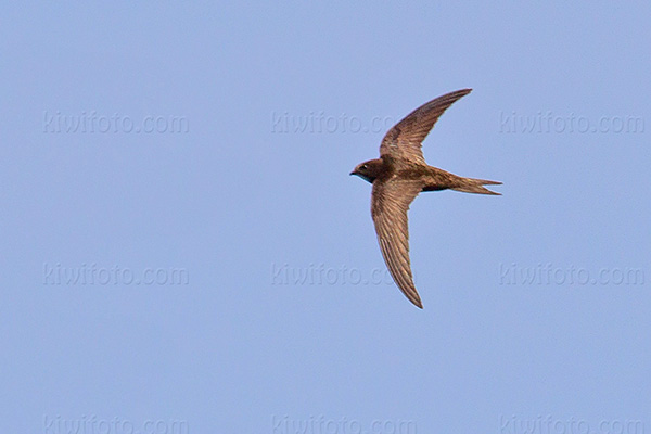 Common Swift Photo @ Kiwifoto.com