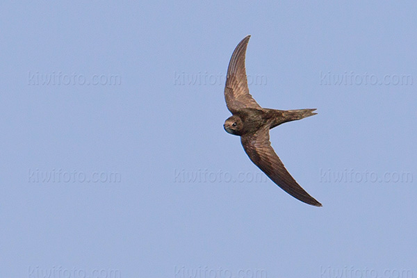 Common Swift