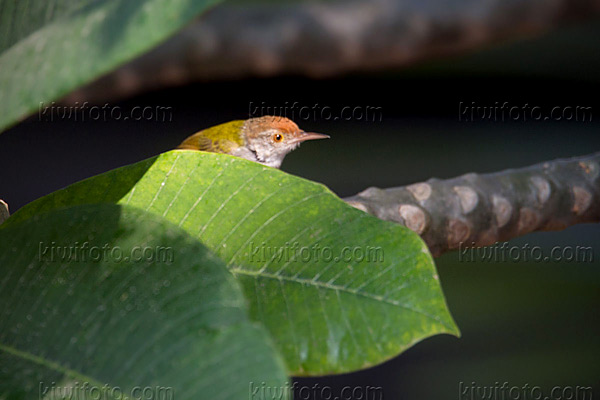 Common Tailorbird