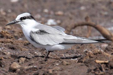 Common Tern Picture @ Kiwifoto.com