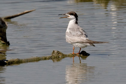 Common Tern Photo @ Kiwifoto.com