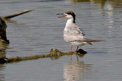 Common Tern