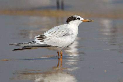 Common Tern Photo @ Kiwifoto.com