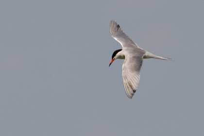 Common Tern Picture @ Kiwifoto.com