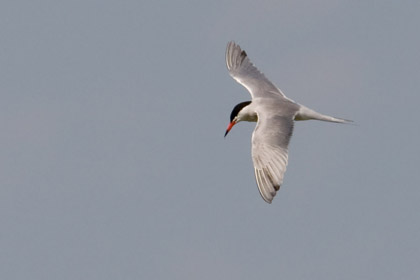 Common Tern Image @ Kiwifoto.com