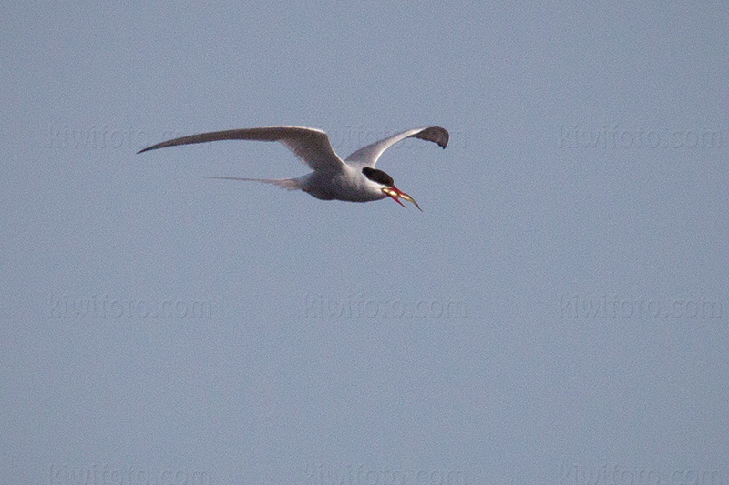 Common Tern Photo @ Kiwifoto.com