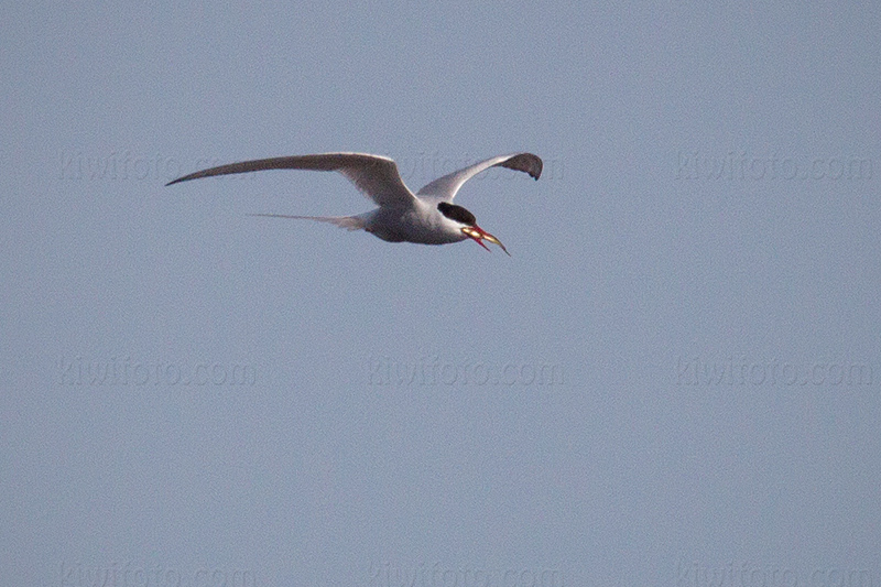 Common Tern Image @ Kiwifoto.com