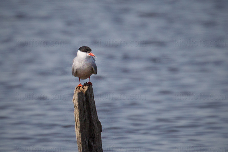 Common Tern Image @ Kiwifoto.com