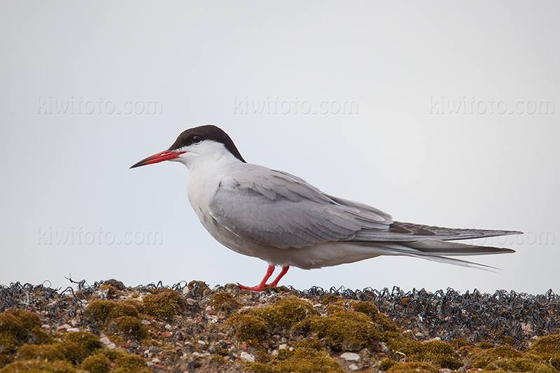 Common Tern @ Hjälstaviken, Södra delen, Uppsala län, Sweden