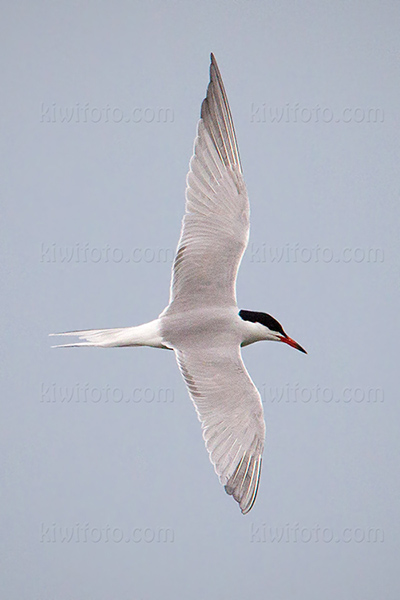 Common Tern Photo @ Kiwifoto.com