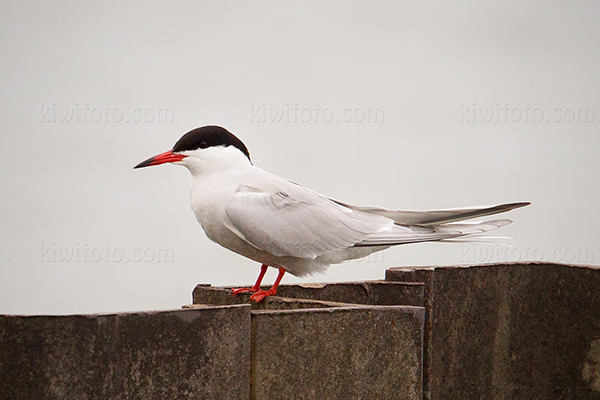 Common Tern Image @ Kiwifoto.com