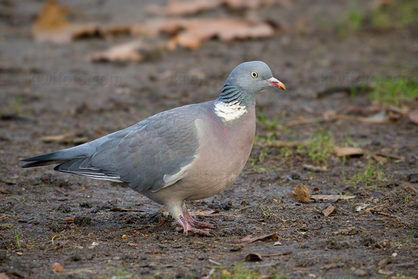 Common Wood-pigeon Photo @ Kiwifoto.com