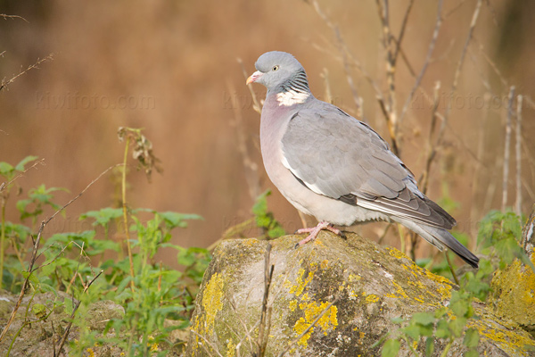 Common Wood-pigeon Image @ Kiwifoto.com