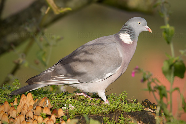 Common Wood-pigeon Photo @ Kiwifoto.com