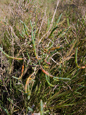 Common Woody Pickleweed Image @ Kiwifoto.com