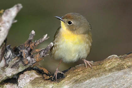 Common Yellowthroat (Female)