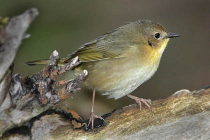 Common Yellowthroat (Female)