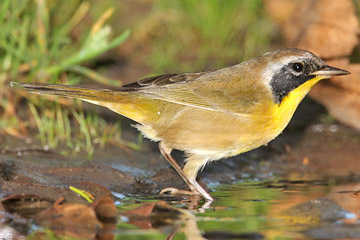 Common Yellowthroat Photo @ Kiwifoto.com