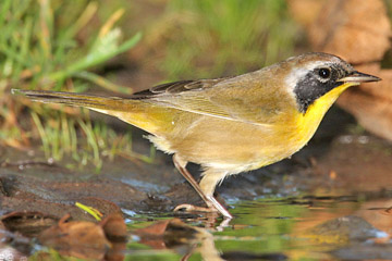 Common Yellowthroat Picture @ Kiwifoto.com