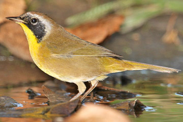 Common Yellowthroat Image @ Kiwifoto.com