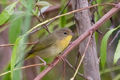 Common Yellowthroat Image @ Kiwifoto.com