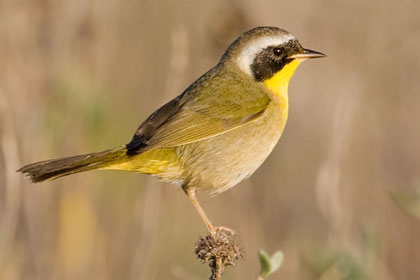 Common Yellowthroat Picture @ Kiwifoto.com