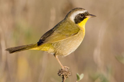 Common Yellowthroat Image @ Kiwifoto.com