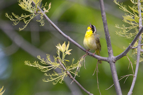 Common Yellowthroat Photo @ Kiwifoto.com