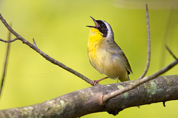 Common Yellowthroat Image @ Kiwifoto.com