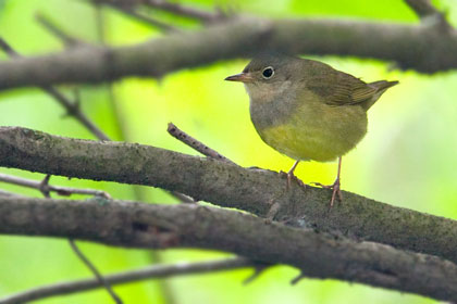 Connecticut Warbler Picture @ Kiwifoto.com