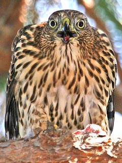 Cooper's Hawk Image @ Kiwifoto.com